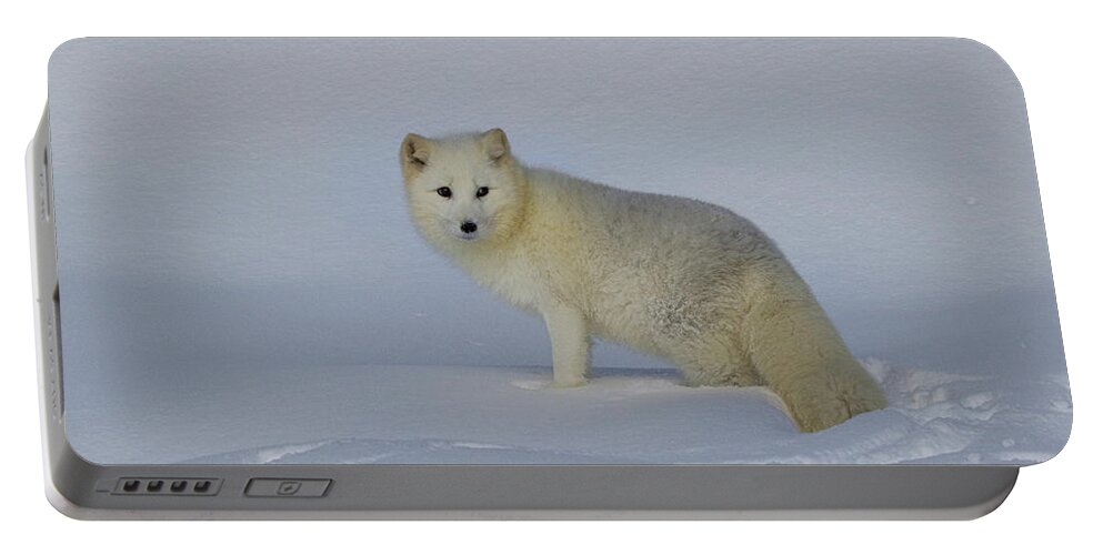 White Fox Portable Battery Charger featuring the photograph White Wilderness by Steve McKinzie