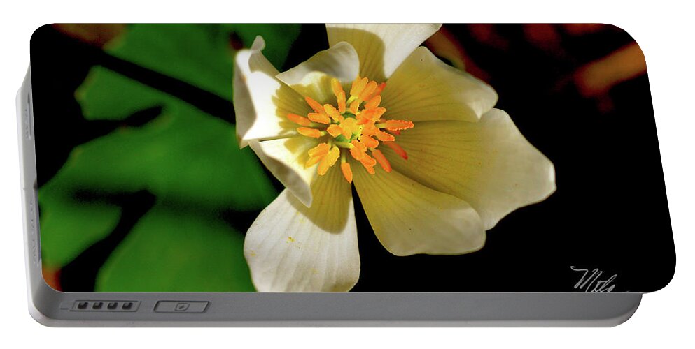 Macro Photography Portable Battery Charger featuring the photograph Bloodroot White Flower by Meta Gatschenberger