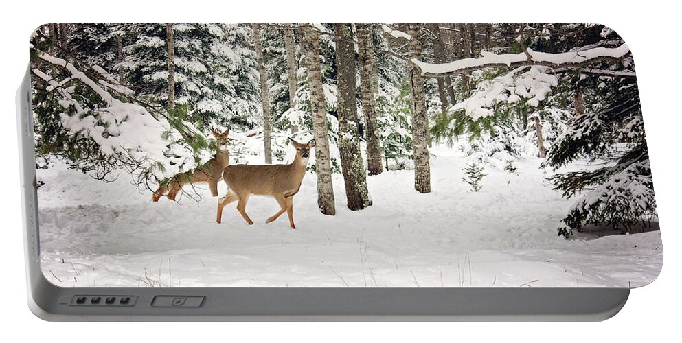Whitetail Deer In Woods Portable Battery Charger featuring the photograph Whitetail Deer Winter Stroll by Gwen Gibson