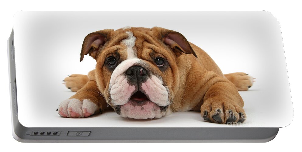 Bulldog Portable Battery Charger featuring the photograph Who loves ya Baby? by Warren Photographic
