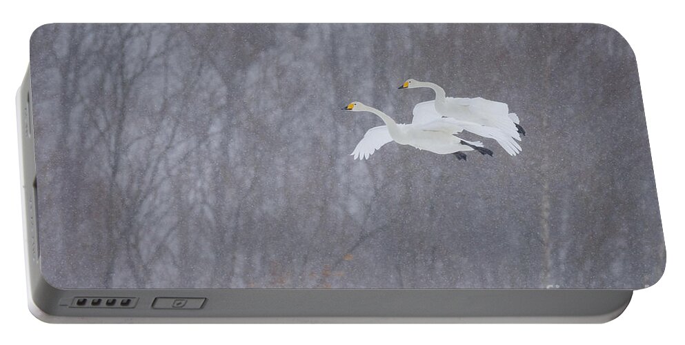 Akan Crane Sanctuary Portable Battery Charger featuring the photograph Whooper Swans Flying In Snowstorm by John Shaw