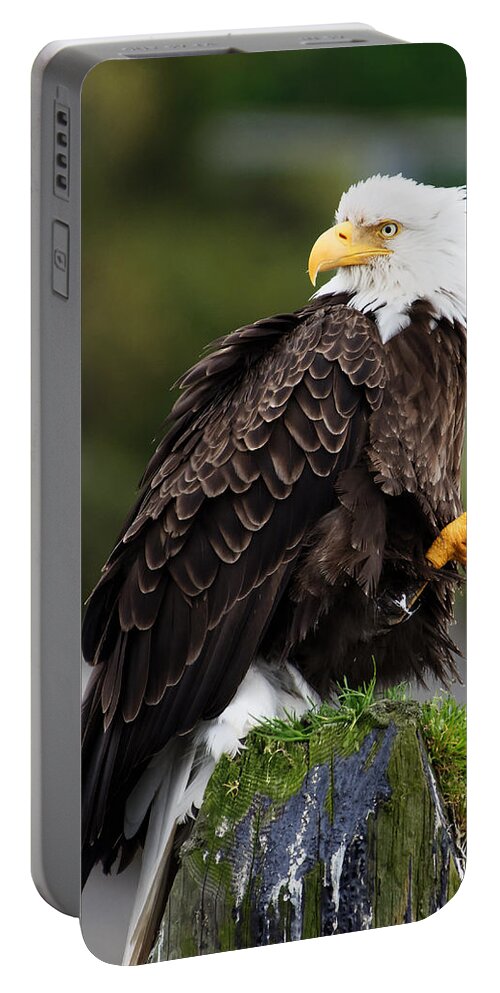 United States Portable Battery Charger featuring the photograph Who's Back There? -- Bald Eagle at Sitka, Alaska by Darin Volpe
