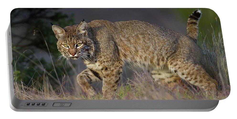 Bobcat Portable Battery Charger featuring the photograph Wild Bobcat by Mark Miller
