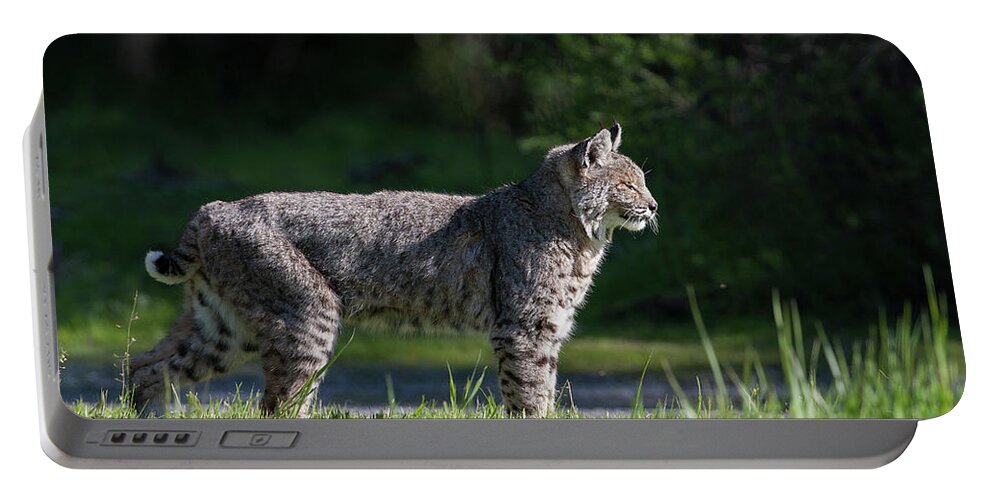 Wild Cat Portable Battery Charger featuring the photograph Wild Bobcat stands profile looking toward sun by Mark Miller