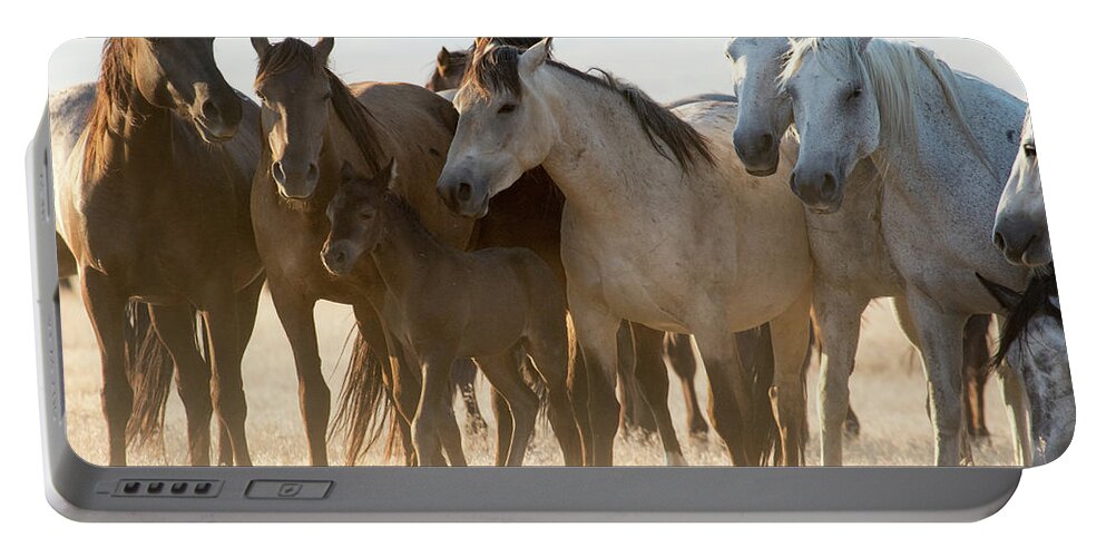 Wild Horses Portable Battery Charger featuring the photograph Wild Mustangs by Wesley Aston