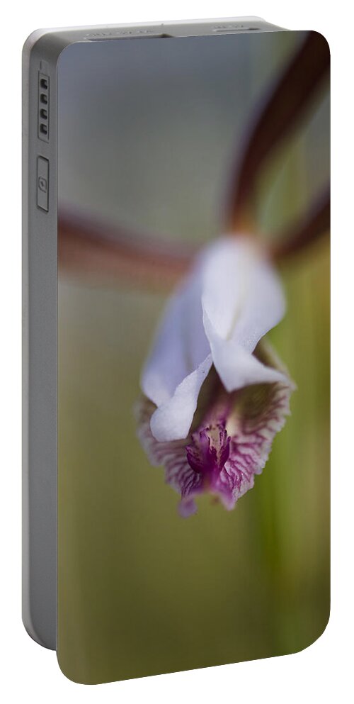 Wild Portable Battery Charger featuring the photograph Wild Orchid by Bob Decker
