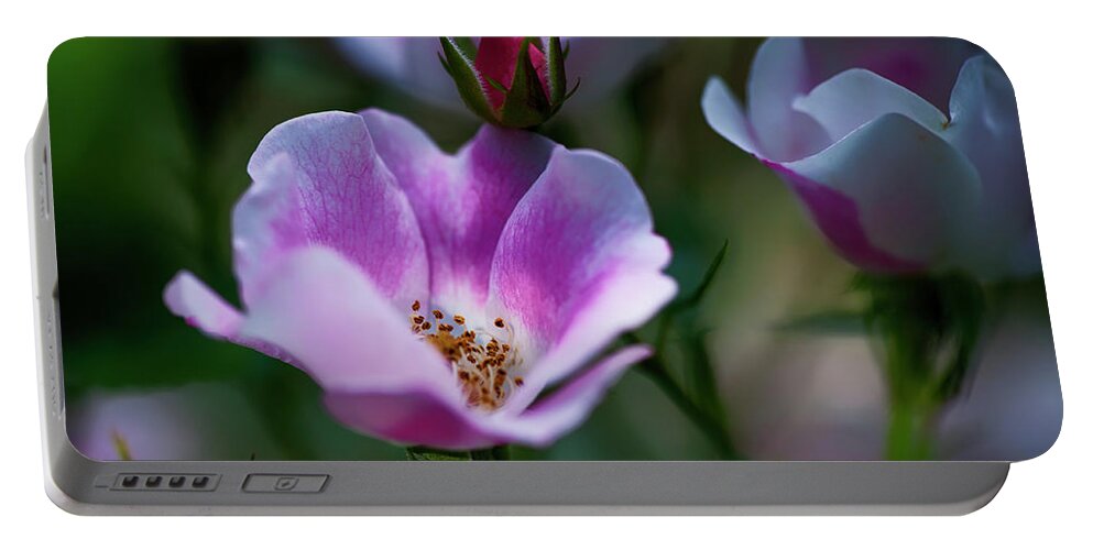  Portable Battery Charger featuring the photograph Wild Rose 7 by Dan Hefle