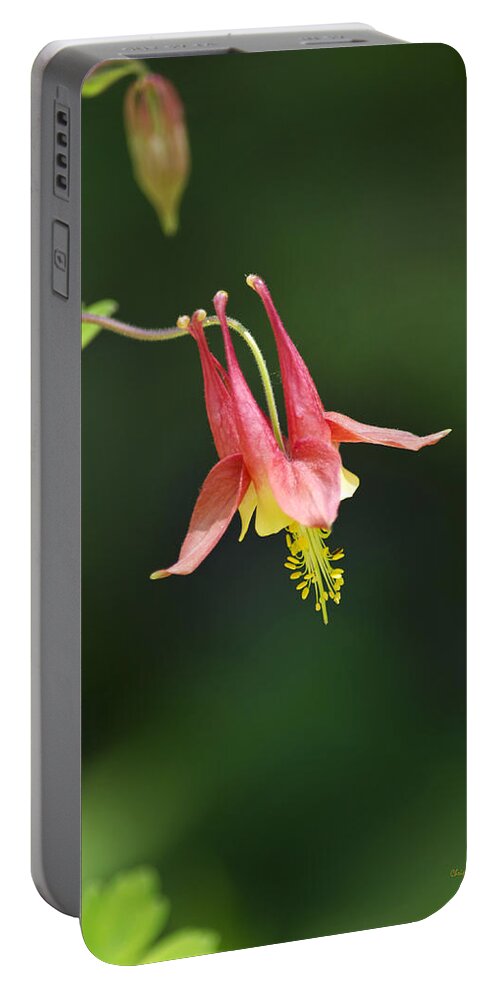 Wildflowers Portable Battery Charger featuring the photograph Wildflowers - Columbine by Christina Rollo