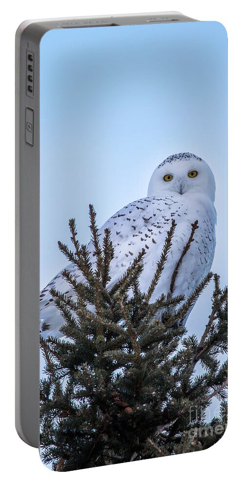 Wildlife Portable Battery Charger featuring the photograph Wildlife Snowy Owl -3408 by Norris Seward