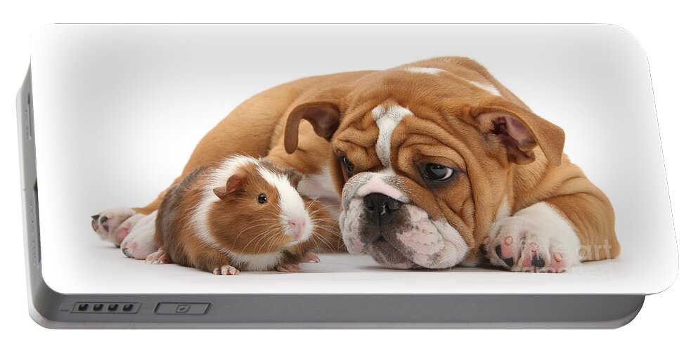 Guinea Pig Portable Battery Charger featuring the photograph Will you be my Friend? by Warren Photographic