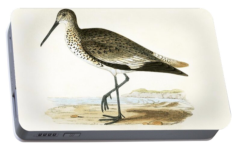 Bird Portable Battery Charger featuring the painting Willet by English School