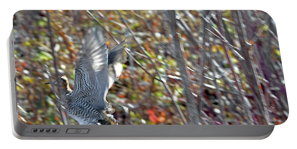 Wilson's Snipe Portable Battery Charger featuring the photograph Wilson's Snipe takeoff flight by Asbed Iskedjian