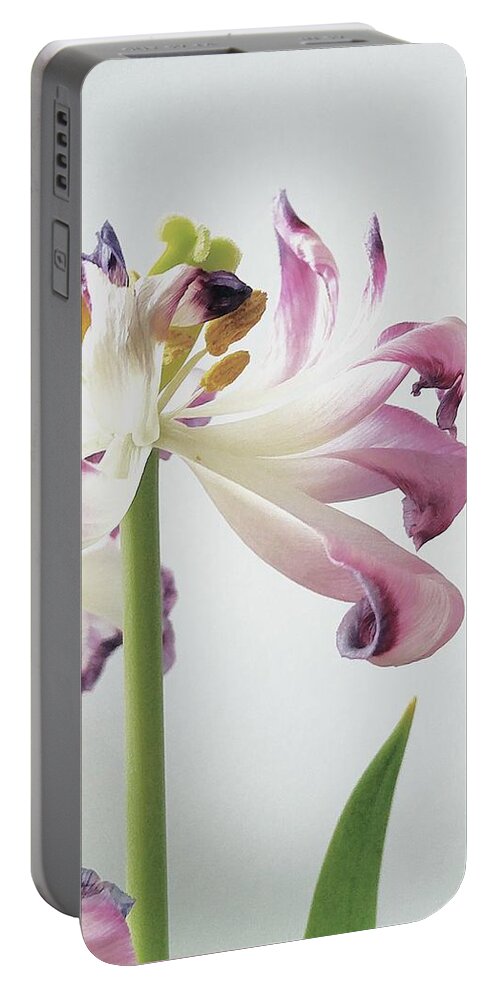 Flower Portable Battery Charger featuring the photograph Wilting Tulip by Alexis King-Glandon