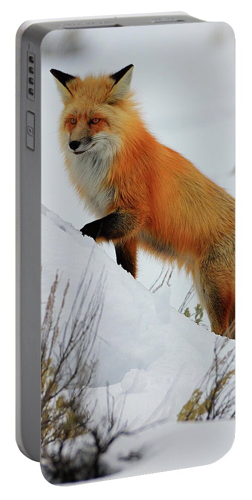 Red Fox Portable Battery Charger featuring the photograph Winter Fox by Greg Norrell
