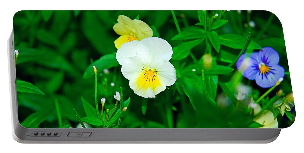 Winter Portable Battery Charger featuring the photograph Winter Park Violets 1 by Robert Meyers-Lussier