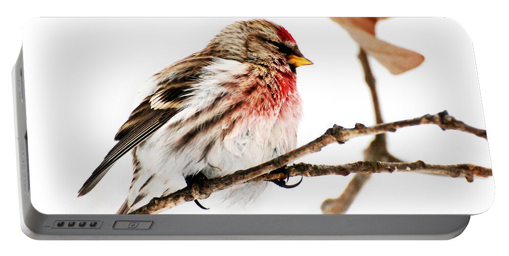 Winter Portable Battery Charger featuring the photograph Winter Redpoll by Christina Rollo