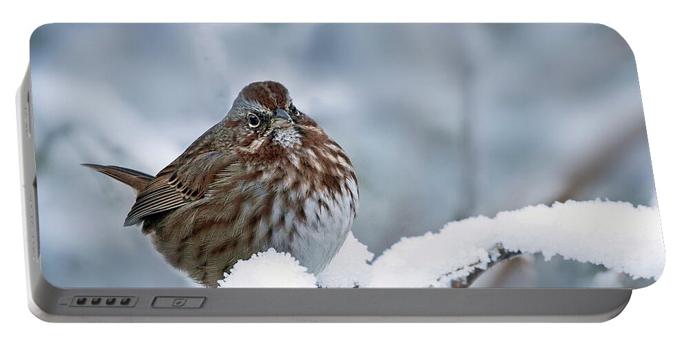 Song Sparrow Portable Battery Charger featuring the photograph Winter Song Sparrow - 365-301 by Inge Riis McDonald