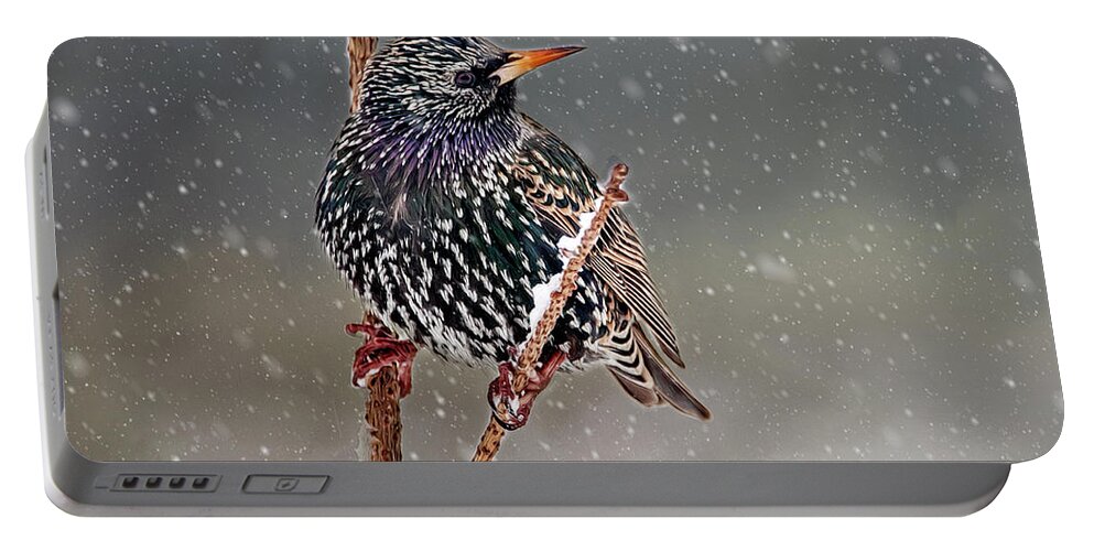 Starling Portable Battery Charger featuring the photograph Winter Starling 2 by Cathy Kovarik