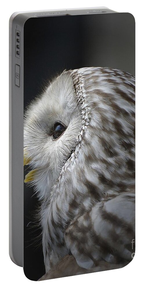 Owl Portable Battery Charger featuring the photograph Wise Old Owl by Kathy Baccari