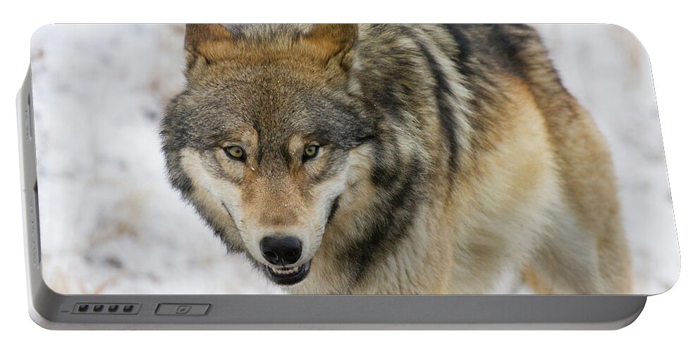 Wild Portable Battery Charger featuring the photograph Wolf in the Wild by Mark Miller