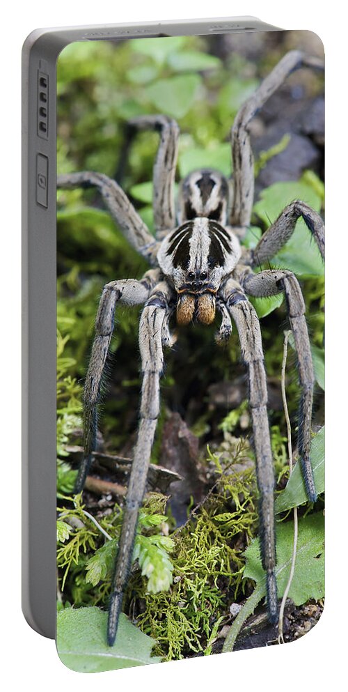Fn Portable Battery Charger featuring the photograph Wolf Spider Hogna Sp Male, Mindo by James Christensen
