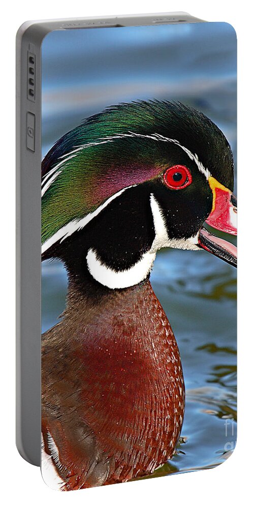 Wood Duck Portable Battery Charger featuring the photograph Wood Duck Drake Calling In Spring Courtship by Max Allen