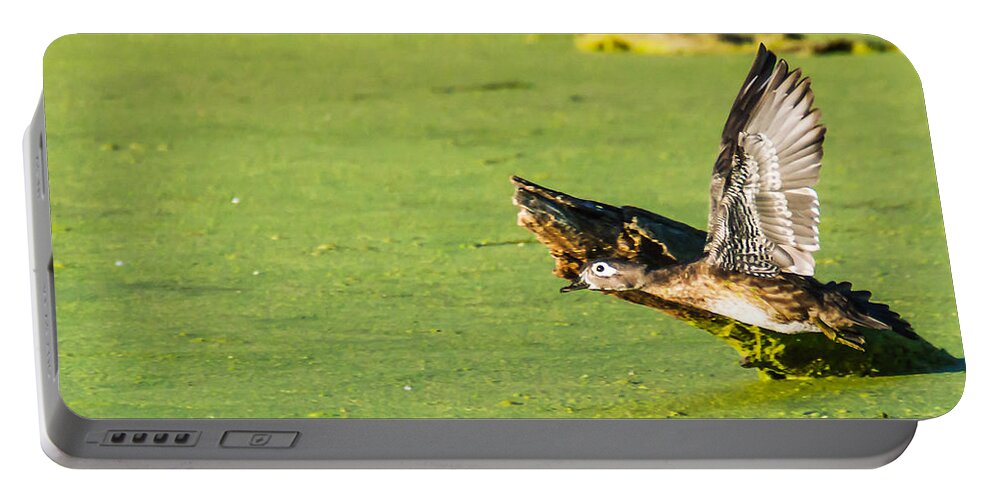 Heron Heaven Portable Battery Charger featuring the photograph Wood Duck Hen Takes Flight by Ed Peterson