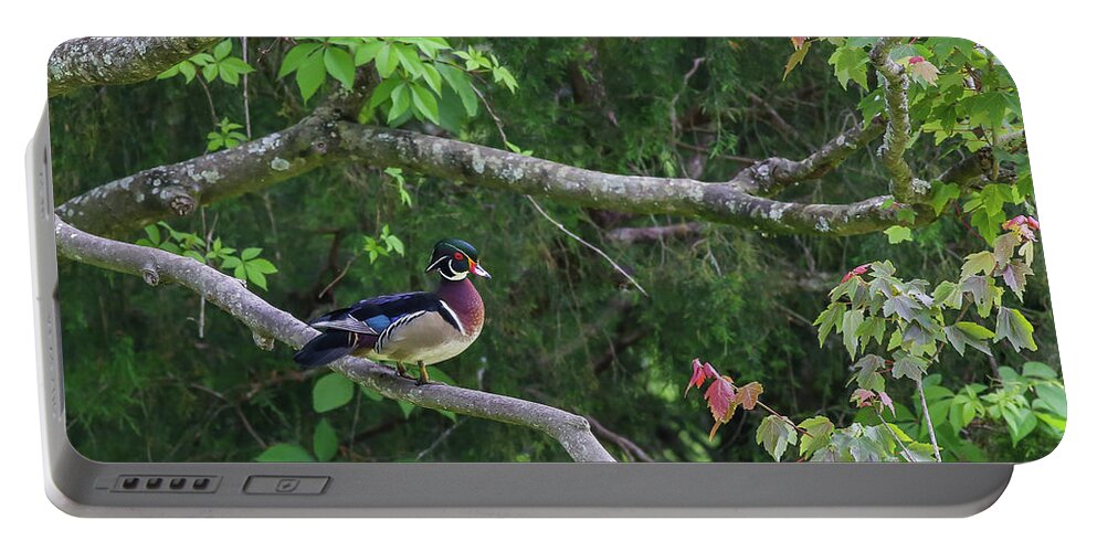 Waterfowl Portable Battery Charger featuring the photograph Wood Duck in tree by Kevin Craft