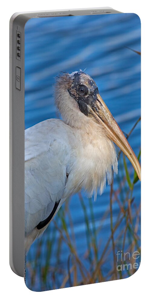 Wood Stork Portable Battery Charger featuring the photograph Wood Stork in Florida by Natural Focal Point Photography
