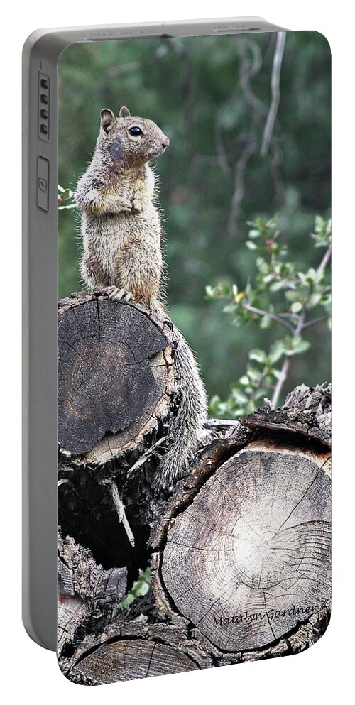 Squirrel Portable Battery Charger featuring the photograph Woodpile Squirrel by Matalyn Gardner