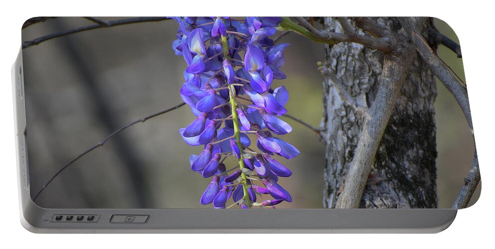 Nature Portable Battery Charger featuring the photograph Wysteria In The Wild by Skip Willits