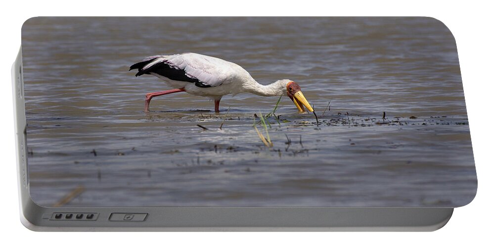 Yellow Billed Stork Portable Battery Charger featuring the photograph Yellow Billed Stork, Birds Of Africa by Aidan Moran