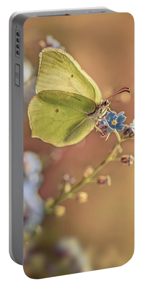 Macrophotography Portable Battery Charger featuring the photograph Yellow butterfly on forget me not flowers by Jaroslaw Blaminsky