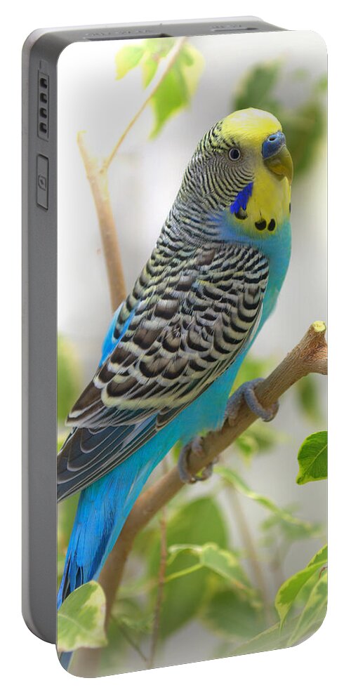 Blue Portable Battery Charger featuring the photograph Yellow Face Budgie by Nathan Abbott