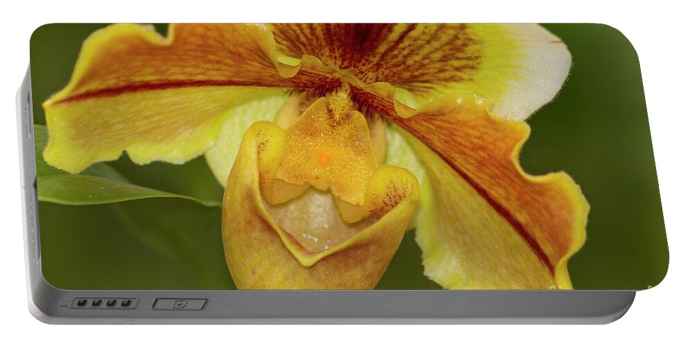 Orchid Portable Battery Charger featuring the photograph Yellow Orchid, Orchidaceae by Heiko Koehrer-Wagner