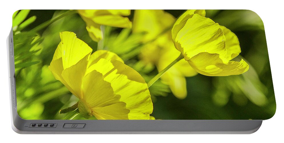 Yellow Poppy Flowering Plant Papaveraceae Family Portable Battery Charger featuring the photograph Yellow Poppies I by Karen Jorstad