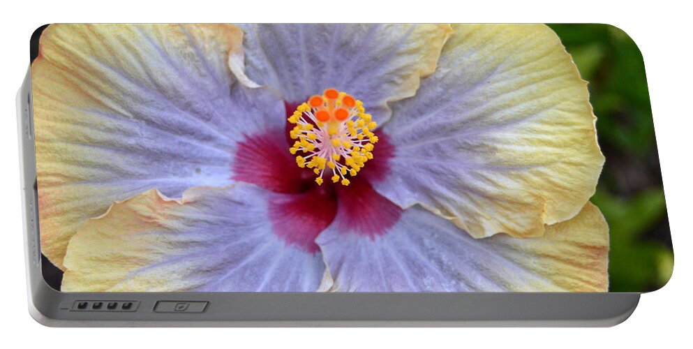 Flower Portable Battery Charger featuring the photograph Yellow Purple Hibiscus 2 by Amy Fose