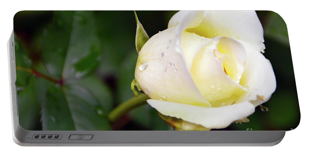 Yellow Portable Battery Charger featuring the photograph Yellow Rose 2 by Brian O'Kelly