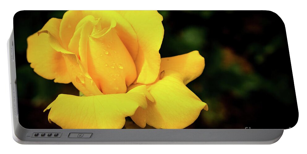 Rose Portable Battery Charger featuring the photograph Yellow Rose - After the Rain by Douglas Milligan