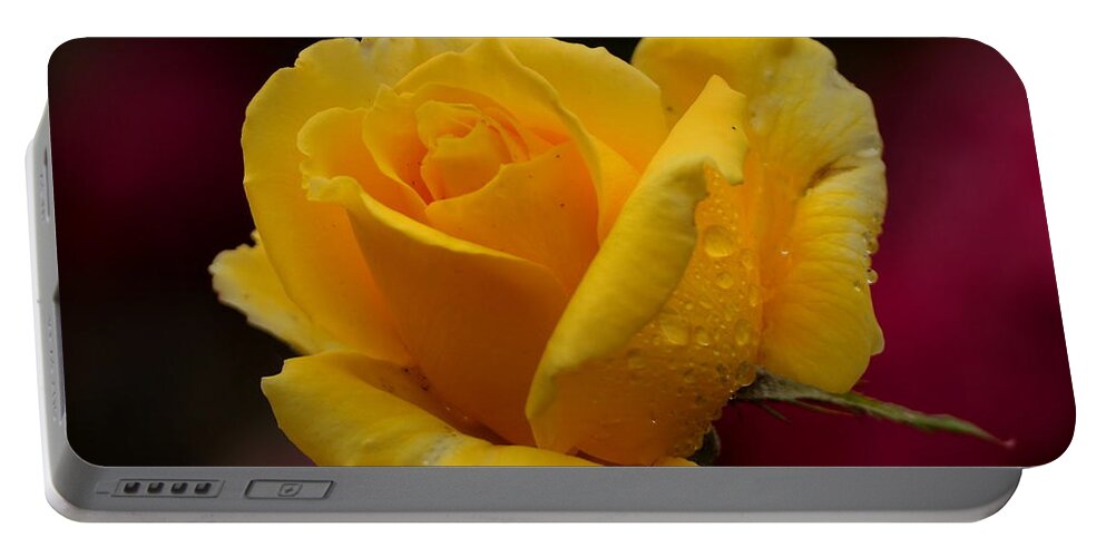 Botanical Portable Battery Charger featuring the photograph Yellow Rose with Spring Raindrops by Richard Thomas