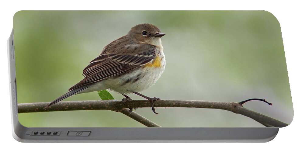 Yellow-rumped Warbler Portable Battery Charger featuring the photograph Yellow-rumped Warbler by Aivar Mikko