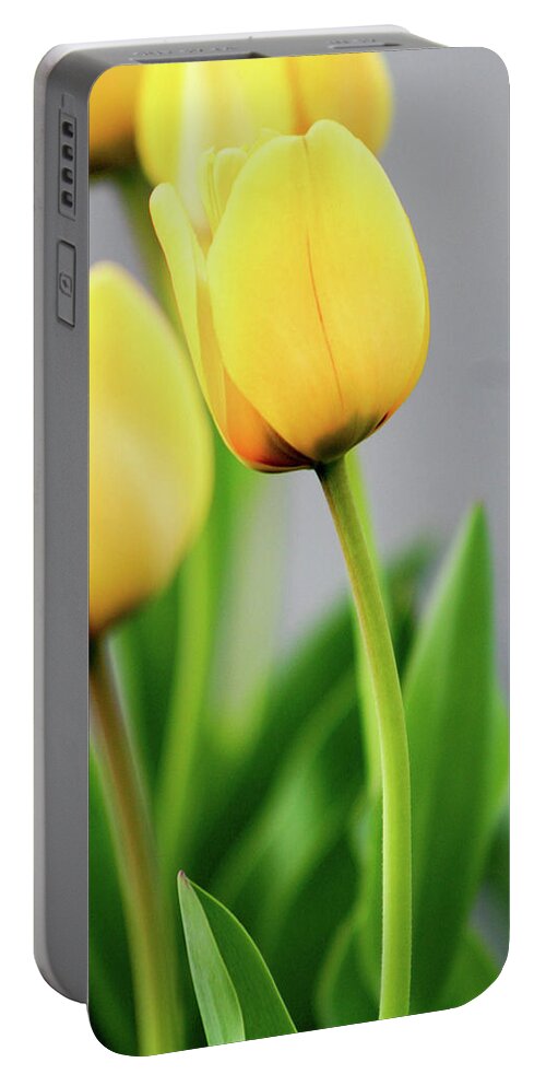 Floral Portable Battery Charger featuring the photograph Yellow Tulips by Mary Anne Delgado