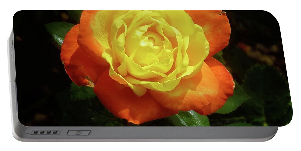 Yellowred Rose Flower Photo Portable Battery Charger featuring the photograph Yellow Red Rose Flower. by Robert Birkenes