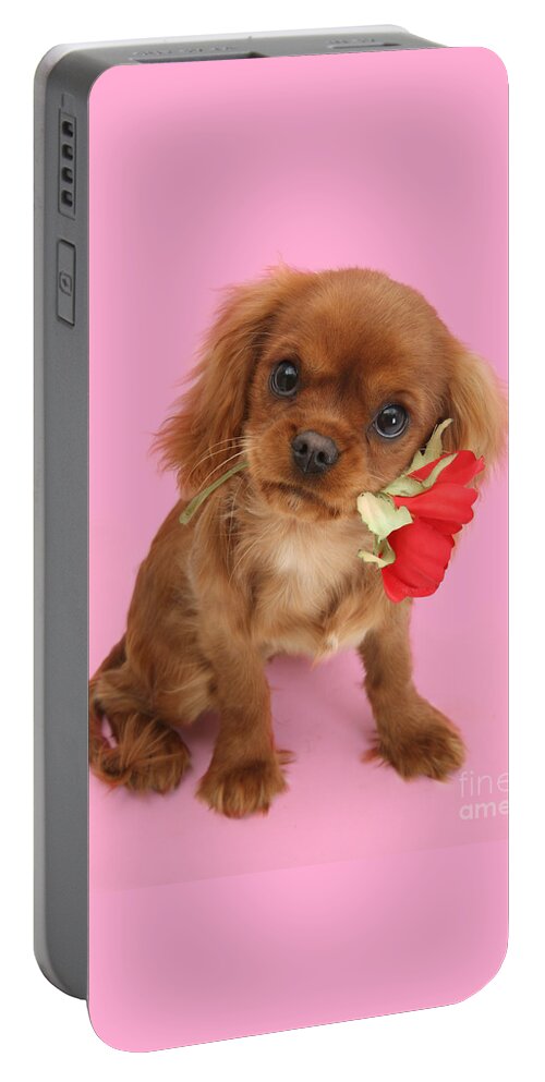 Ruby Cavalier King Charles Spaniel Portable Battery Charger featuring the photograph You are My Sweetheart by Warren Photographic