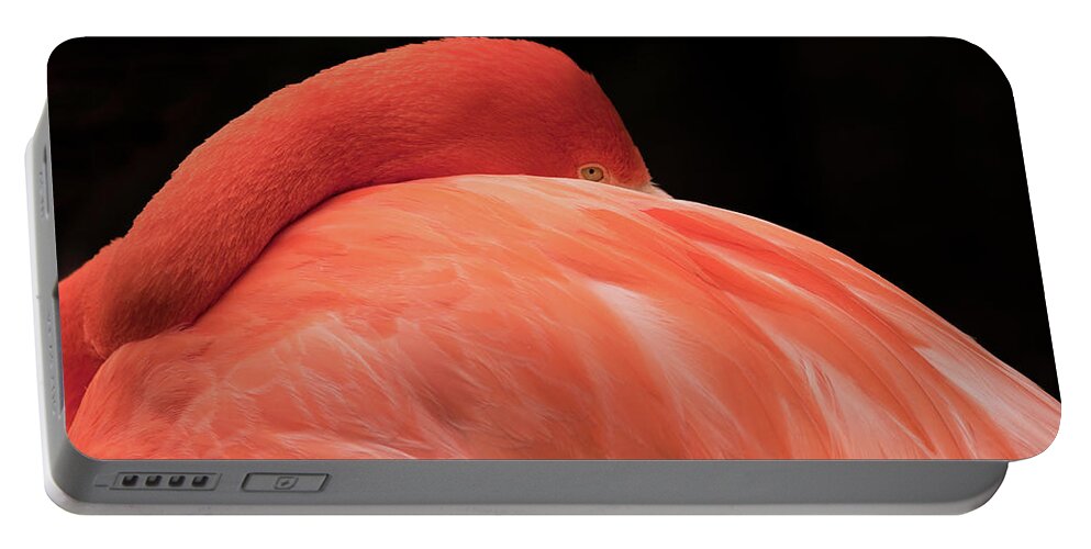 Flamingo Portable Battery Charger featuring the photograph You Can Learn A Lot By Watching by Holly Ross