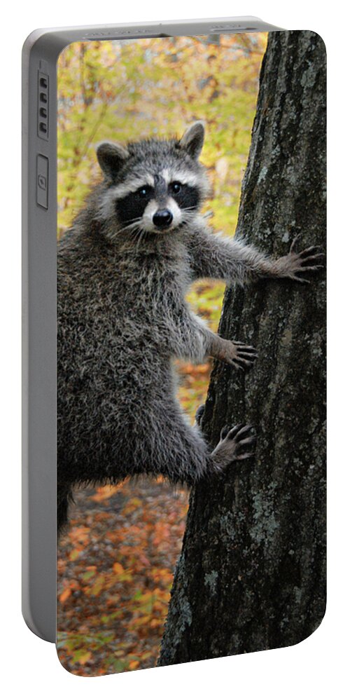 Raccoon Portable Battery Charger featuring the photograph You Looking At Me by Peg Runyan