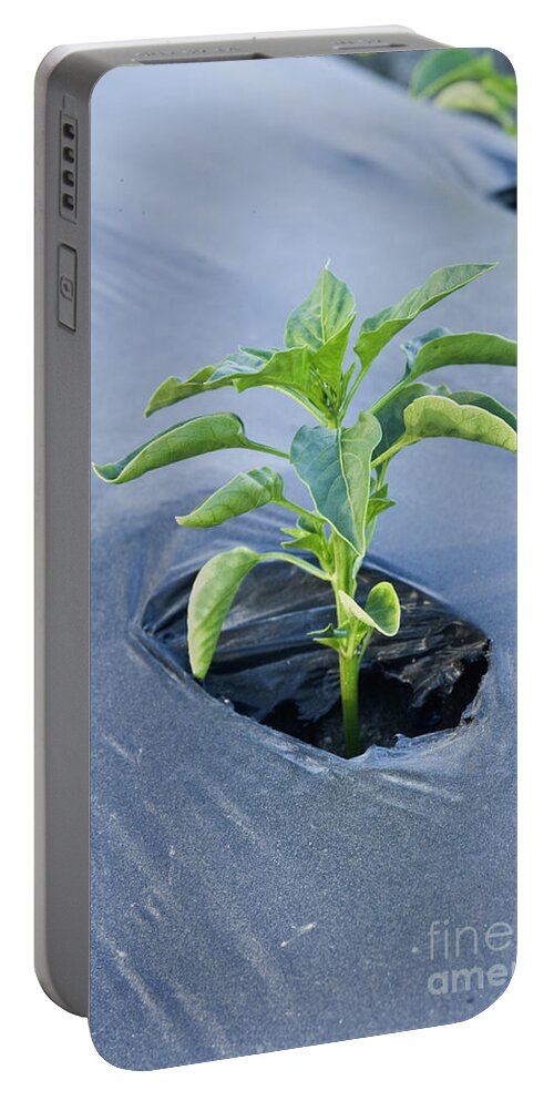 Bell Pepper Portable Battery Charger featuring the photograph Young Bell Pepper by Inga Spence