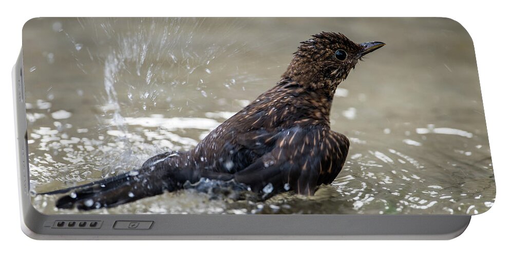 Young Blackbird's Bath Portable Battery Charger featuring the photograph Young Blackbird's bath by Torbjorn Swenelius