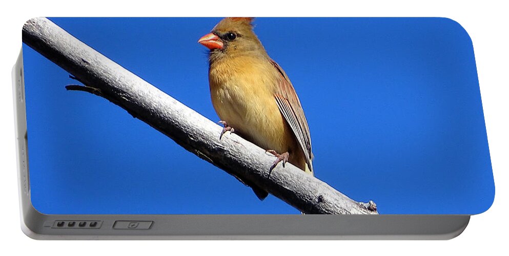 Little Bird Portable Battery Charger featuring the photograph Young Cardinal bird by Lilia D