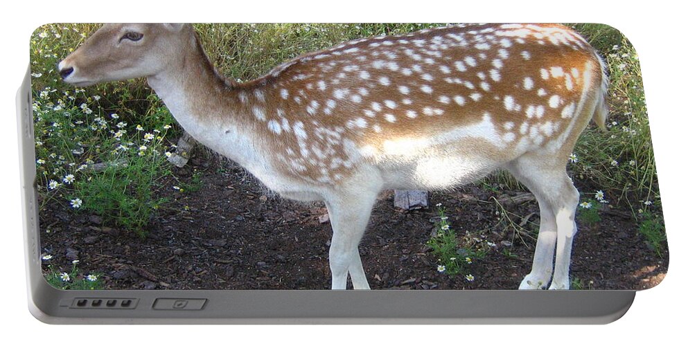 Deer Portable Battery Charger featuring the photograph Young Doe by Devorah Shoshanna